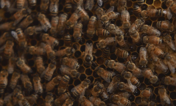 Swarm Season